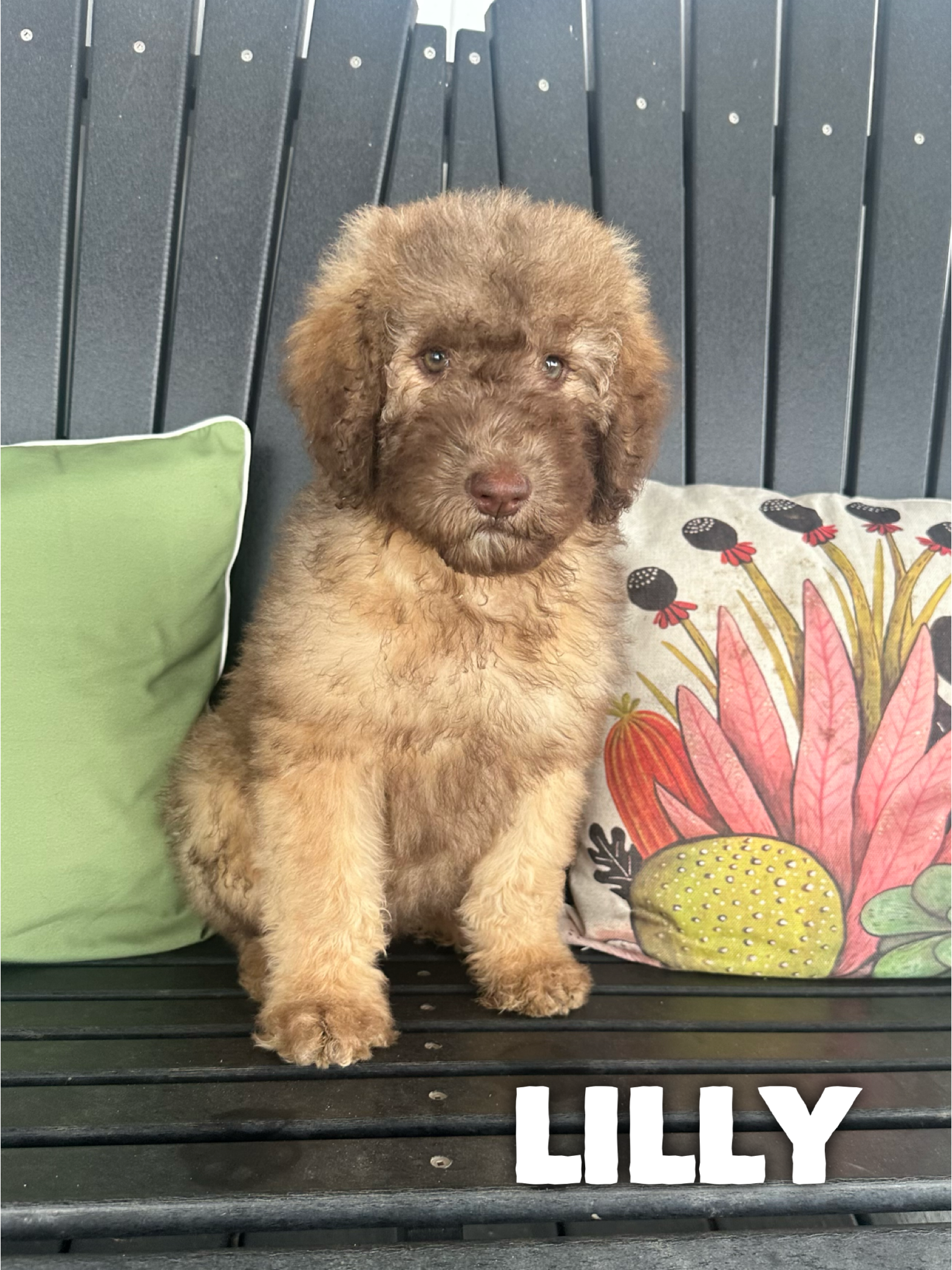 Saint Berdoodles-Lucy puppy